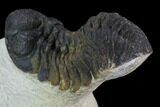 Bargain, Austerops Trilobite - Ofaten, Morocco #92176-3